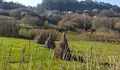 Calidade de vida no medio rural