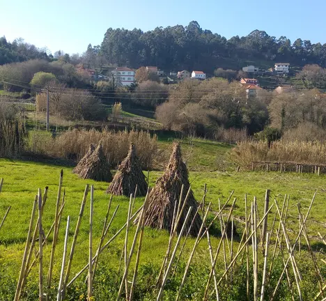 Medio rural